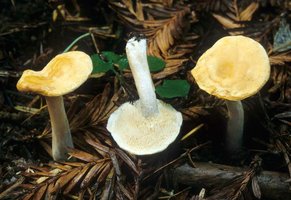 Hydnum_umbilicatum(mgw-01).jpg