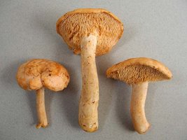 Hydnum_umbilicatum(nw-01).jpg