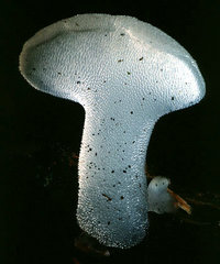 Pseudohydnum_gelatinosum(tfl-s107-06).jpg