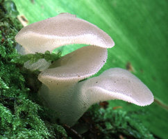 Pseudohydnum_gelatinosum(tfl-s186-07).jpg