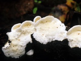 Abortiporus_biennis(mgw-01).jpg