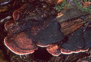 Fomitopsis_cajanderi(mgw-01).jpg