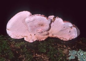 Fomitopsis_cajanderi(mgw-02).jpg