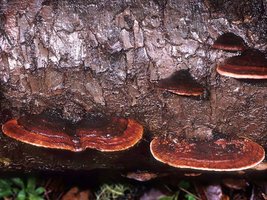 Fomitopsis_cajanderi(mgw-03).jpg