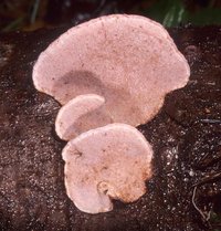 Fomitopsis_cajanderi(mgw-04).jpg