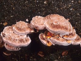 Fomitopsis_cajanderi(mgw-06).jpg