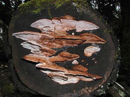 Fomitopsis_cajanderi(nw-01).jpg