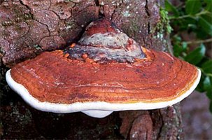 Fomitopsis_pinicola1.jpg