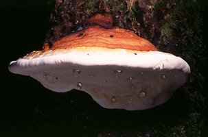 Fomitopsis_pinicola(bk-01).jpg