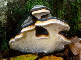 Fomitopsis_pinicola(mgw-01-Fr).jpg