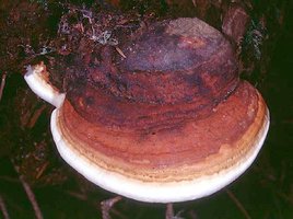 Fomitopsis_pinicola(mgw-02).jpg