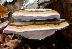 Fomitopsis_pinicola(mgw-02-Fr).jpg