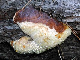 Fomitopsis_pinicola(mgw-03).jpg