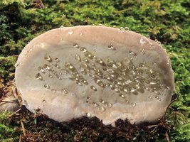 Fomitopsis_pinicola(mgw-04).jpg