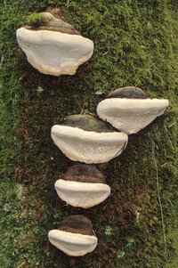 Fomitopsis_pinicola(mgw-05).jpg