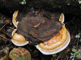 Fomitopsis_pinicola(nw-01).jpg