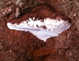 Ganoderma_applanatum(mgw-02).jpg