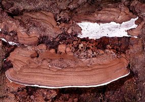 Ganoderma_applanatum(mgw-04).jpg