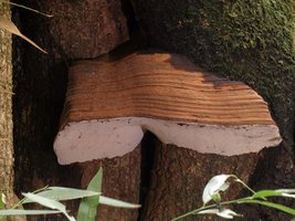 Ganoderma_brownii(mgw-01).jpg