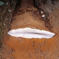 Ganoderma_brownii(mgw-04).jpg