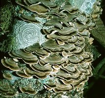 Trametes_versicolor(bab-2).jpg