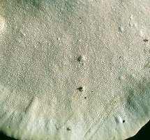 Trametes_versicolor(bab-3).jpg