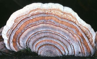 Trametes_versicolor(bm).jpg