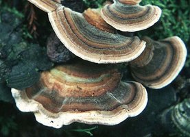 Trametes_versicolor(hs).jpg