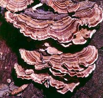 Trametes_versicolor(mgw-01).jpg