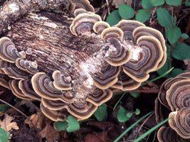 Trametes_versicolor(ms-01).jpg