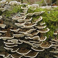 Trametes_versicolor(nw-02).jpg