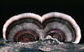 Trametes_versicolor(tfl-s122-34).jpg