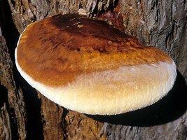 Ganoderma_oregonense(mgw-01).jpg