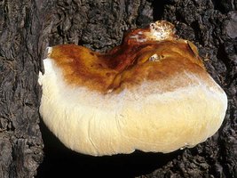 Ganoderma_oregonense(mgw-02).jpg