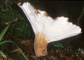 Jahnoporus_hirtus(mgw-02).jpg