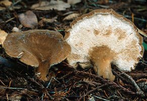 Jahnoporus_hirtus(mgw-03).jpg