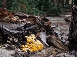 Laetiporus_conifericola(mgw-01).jpg