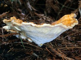 Laetiporus_conifericola(mgw-04).jpg