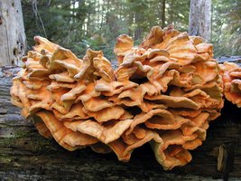 Laetiporus_conifericola(nw-01).jpg