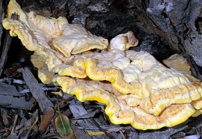 Laetiporus_gilbertsonii(mgw-01).jpg