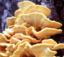 Laetiporus_sulphureus(fs-3).jpg