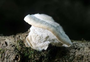 Oligoporus_caesius(mgw-02).jpg