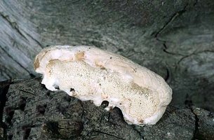 Oligoporus_leucospongia(fs-02).jpg