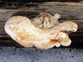 Oligoporus_leucospongia(mgw-01).jpg