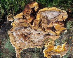 Phellinus_gilvus(mgw-04).jpg