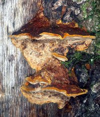 Phellinus_gilvus(nw-01).jpg