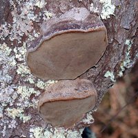 Phellinus_igniarius(dd-3196).jpg