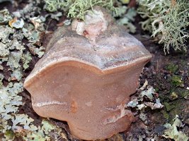 Phellinus_igniarius(dd-4198).jpg