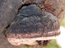 Phellinus_igniarius(dd-5414).jpg