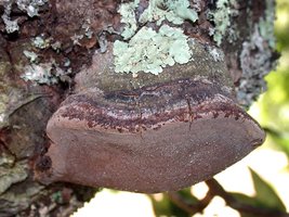 Phellinus_igniarius(dd-5468).jpg